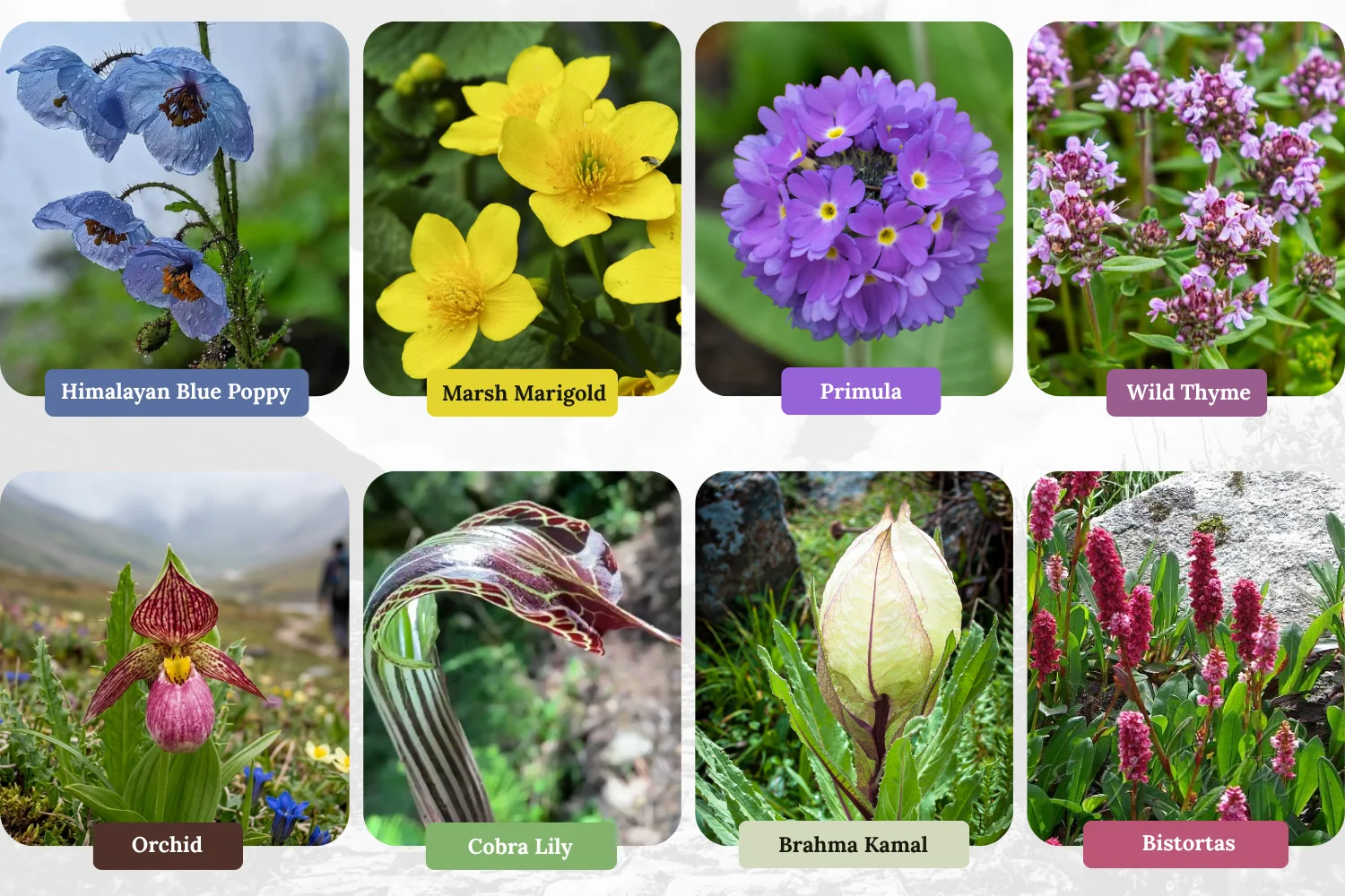 rare species of flowers valley of flowers, 