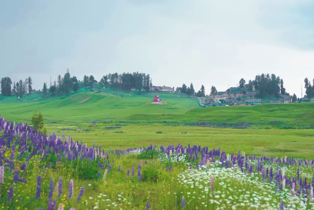 Auli vs Gulmarg — Which Indian Ski Resort Should You Choose?